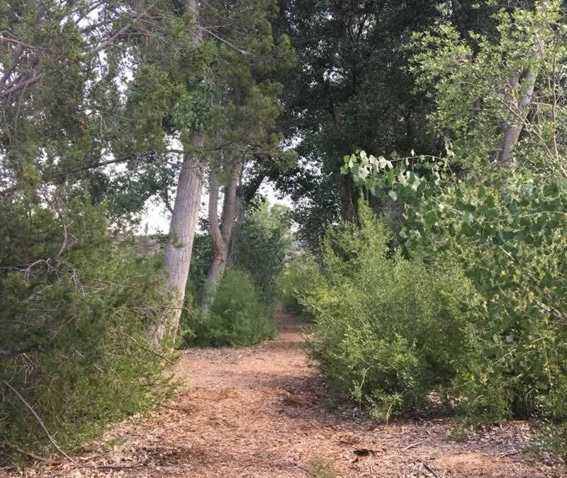 Buckman River Stewards Phase II