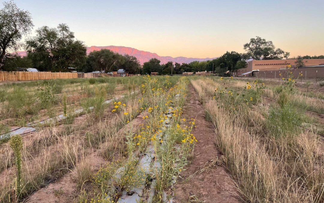 Casa San Ysidro Heritage Field