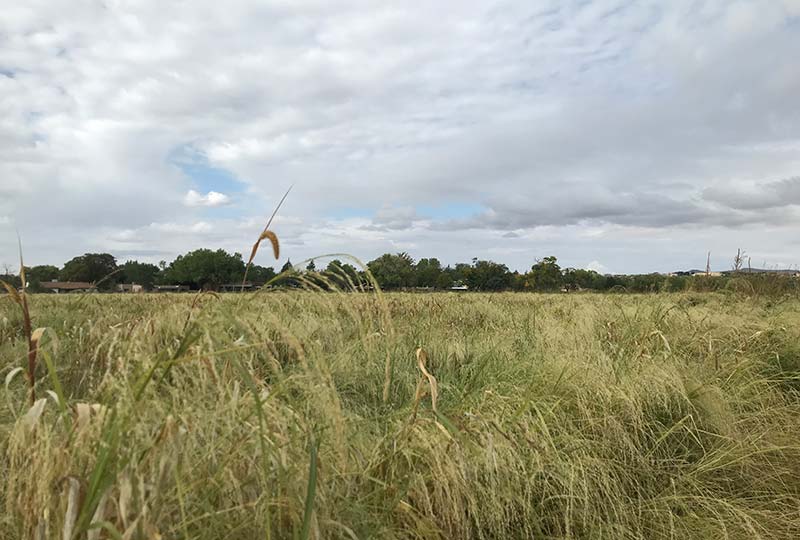 Urban-Habitat-Restoration-Candelaria-Fields-2021-800x540