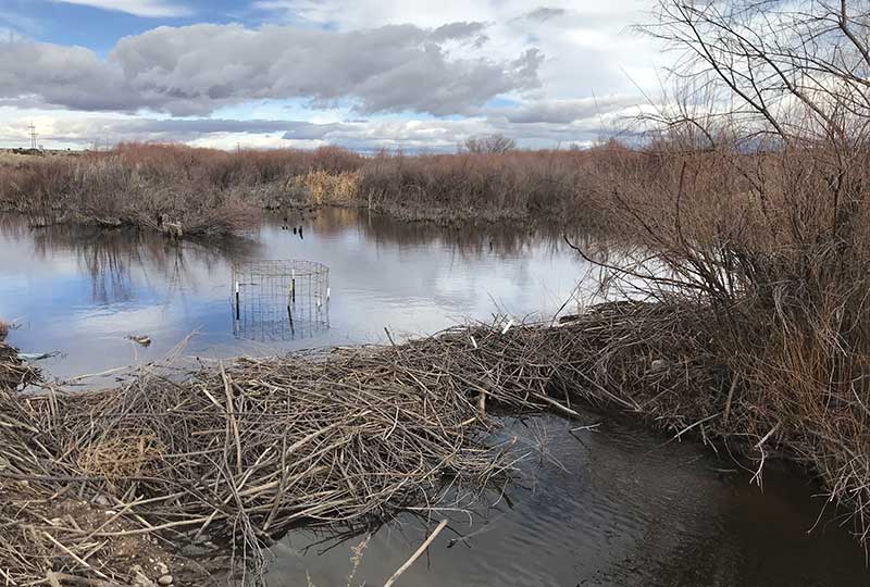 Santa-Fe-River-Pond-Leveler-Beaver-Deceiver