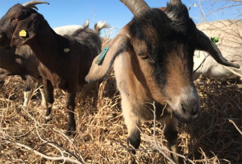 native-seed-propogation-candelaria-nature-preserve-goats