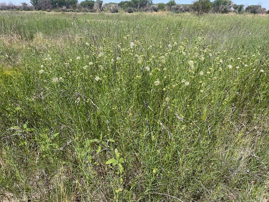 Wildland Seed Harvest