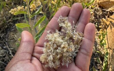 Wildland Seed Harvest