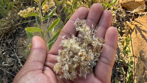 Wildland Seed Harvesting Pilot Program