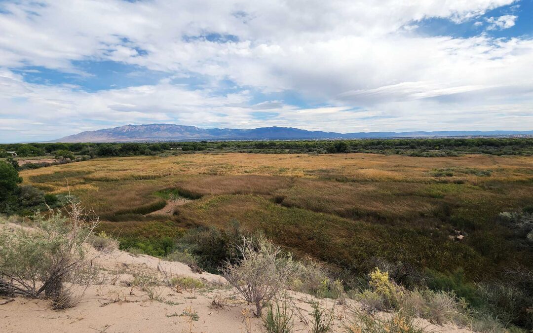 Wetland Action Plans (WAPs)