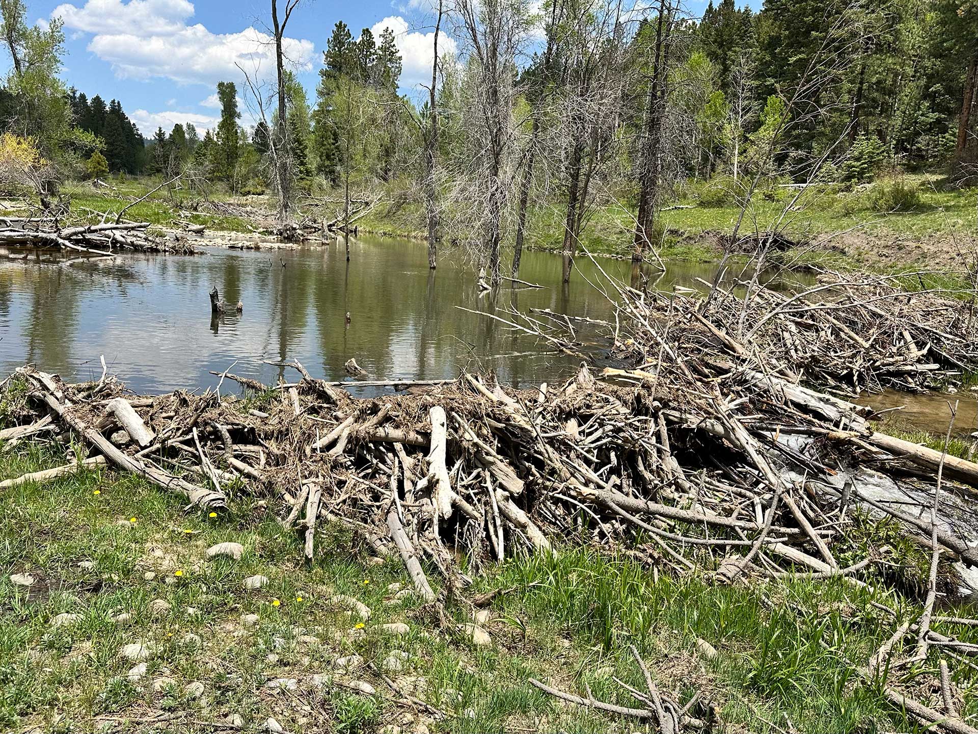 New Mexico Beaver Coalition