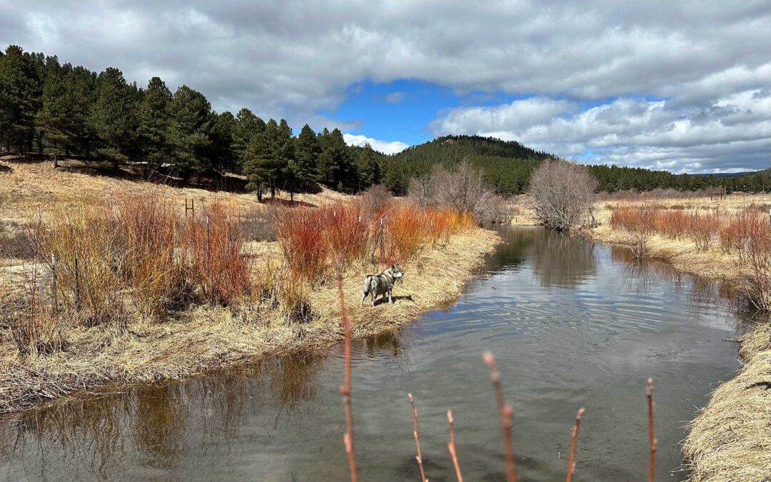 Watershed Restoration Action Plans (WRAPs)