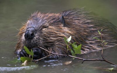 New Mexico Beaver Coalition Partner Activities