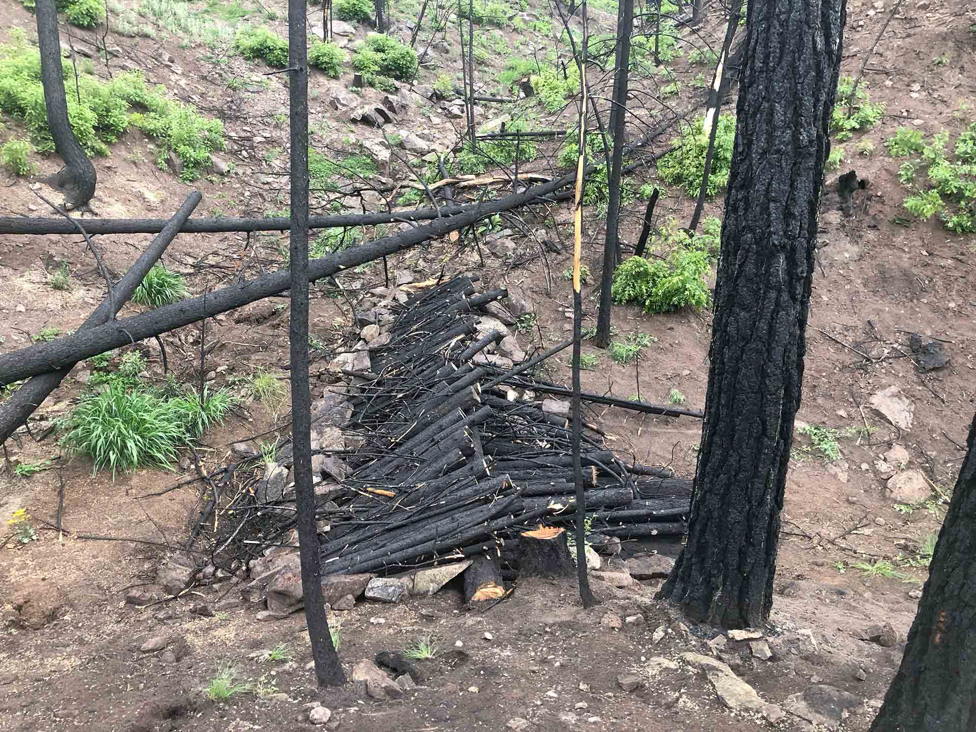 Hermit’s Peak – Calf Canyon Post-Fire