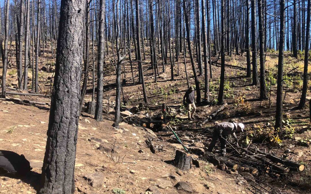 Hermit’s Peak – Calf Canyon Post-Fire