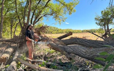Tijeras Watershed Restoration