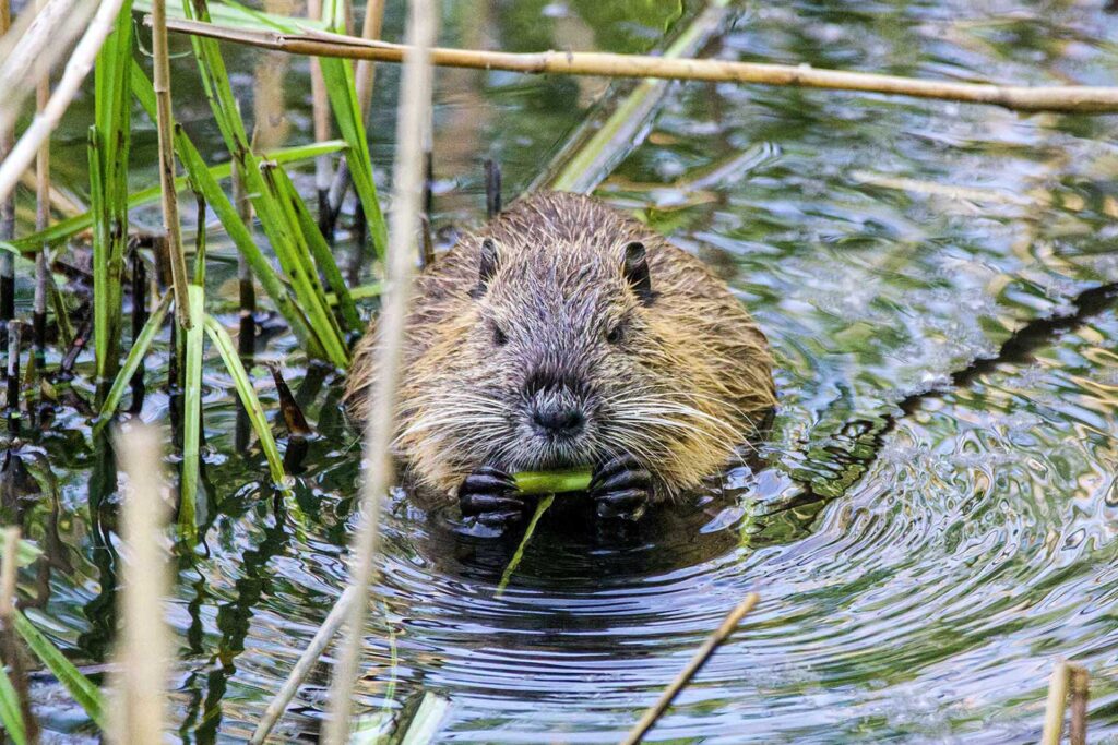 New Mexico Beaver Coalition
