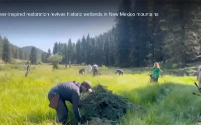 Beaver-inspired restoration revives historic wetlands in New Mexico mountains