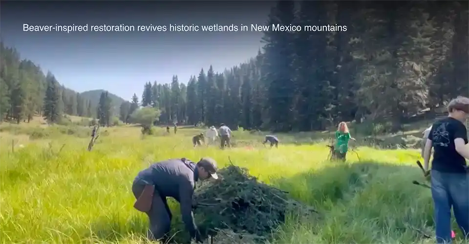 Beaver-inspired restoration revives historic wetlands in New Mexico mountains 960